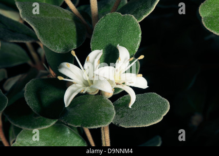 Close-up of White Correa/ Correa alba- Famille Rutaceae Banque D'Images