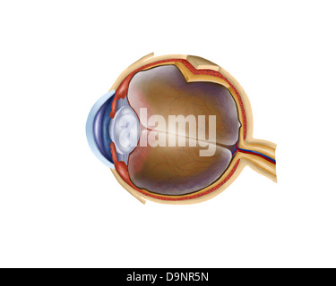Anatomie de l'œil humain. Banque D'Images