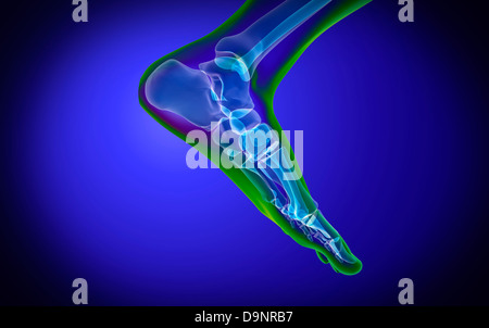 La vue X-ray de pied humain. Banque D'Images