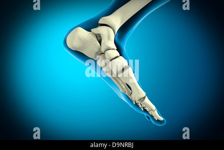 Vue interne d'os de pied humain. Banque D'Images