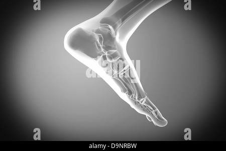 La vue X-ray de pied humain. Banque D'Images