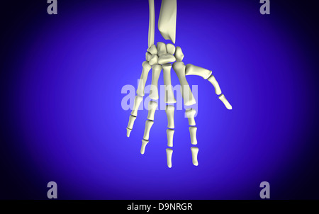 Image conceptuelle d'os de main humaine. Banque D'Images