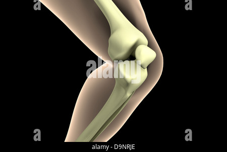 Radiographie de genou. Banque D'Images