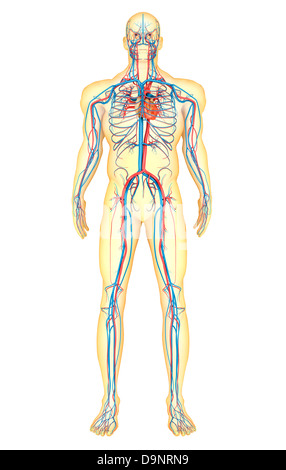 Anatomie du corps humain et du système circulatoire, vue de face. Banque D'Images