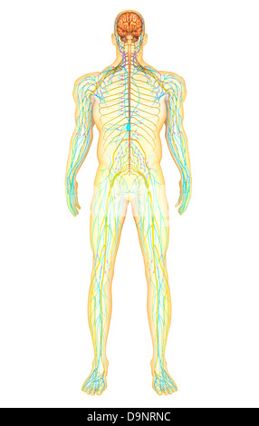 Anatomie du système nerveux humain et du système lymphatique, vue de face. Banque D'Images