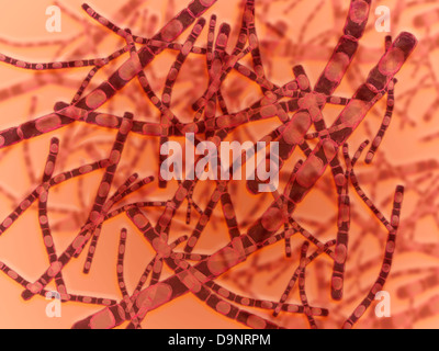 Vue microscopique d'Anthrax Banque D'Images