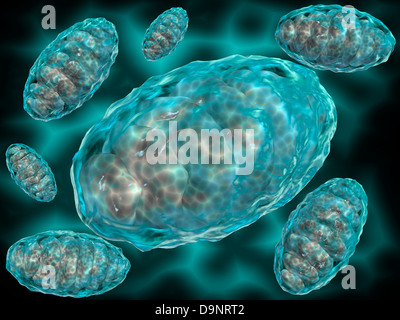 Vue microscopique des mitochondries. Banque D'Images