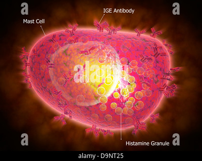 Vue microscopique d'un mat d'une cellule. Banque D'Images