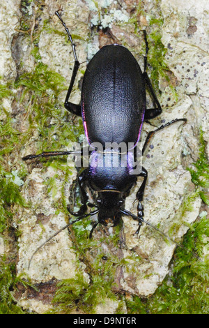 Violet Zabre (Carabus violaceus) dans les forêts anciennes, UK Banque D'Images