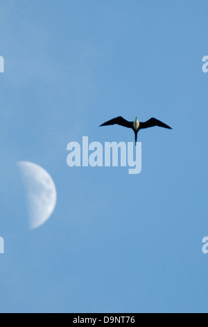 Frégate superbe (Fregata magnificens) volant passé la lune au Costa Rica Banque D'Images