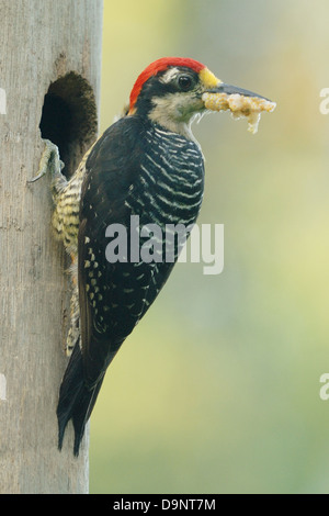 Homme Black-cheeked Woodpecker (Melanerpes pucherani) avec de la nourriture pour ses poussins Banque D'Images