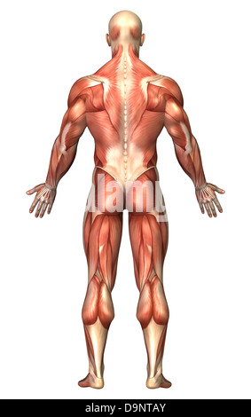 Anatomie du système musculaire homme, vue de dos. Banque D'Images