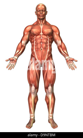 Anatomie du système musculaire homme, vue de face. Banque D'Images