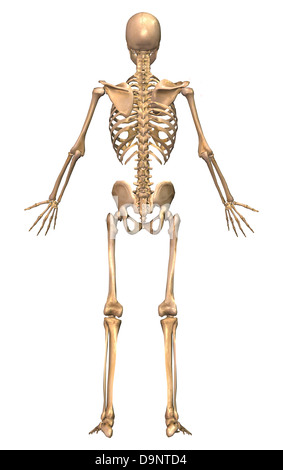 Le système squelettique humaine, vue de dos. Banque D'Images