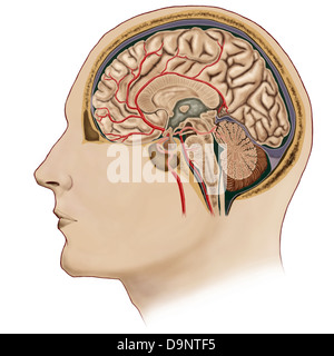 Section transversale du cerveau avec artères. Banque D'Images