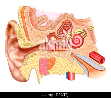 Anatomie de l'oreille humaine. Banque D'Images