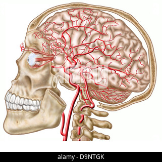 Anatomie du crâne humain, globe oculaire et les artères à cerveau. Banque D'Images