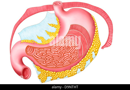 Anatomie de l'estomac humain. Banque D'Images