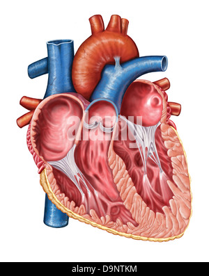 Intérieur du cœur humain. Banque D'Images