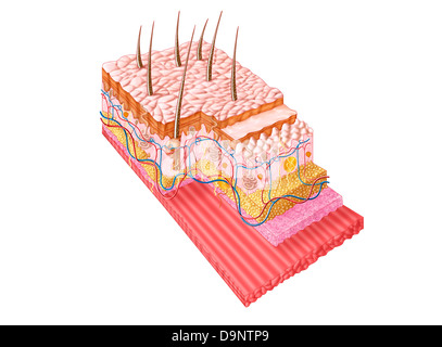 Anatomie de la peau humaine. Banque D'Images