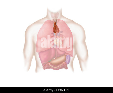Illustration médicale des droits de l'appareil respiratoire et le système digestif. Banque D'Images