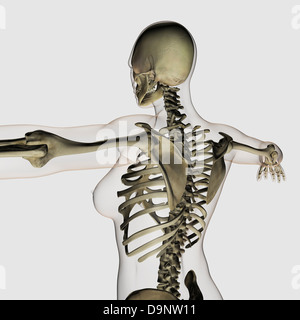 Vue tridimensionnelle de la partie supérieure du dos et le système squelettique. Banque D'Images