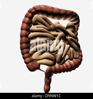 Illustration médicale du gros intestin et l'intestin grêle, à trois dimensions. Banque D'Images