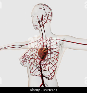 Illustration médicale du système circulatoire femelle avec cœur et artères visible, à trois dimensions. Banque D'Images