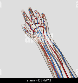 Illustration médicale des artères, veines et système lymphatique dans les mains et bras. Banque D'Images