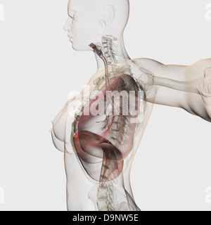 Vue tridimensionnelle du système respiratoire, vue de côté. Banque D'Images