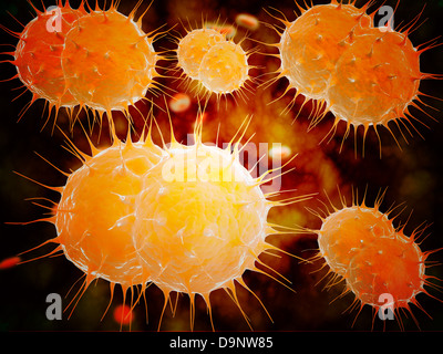 Vue microscopique de Neisseria gonorrhoeae. Banque D'Images