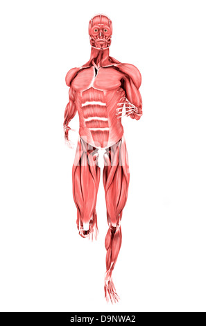 Illustration médicale des muscles masculins exécutant, vue de face. Banque D'Images