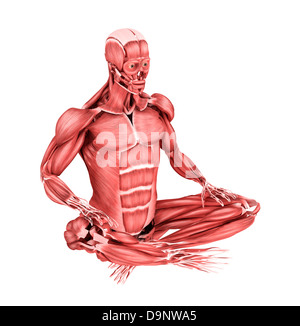 Illustration médicale des muscles dans une position assise, vue en perspective. Banque D'Images