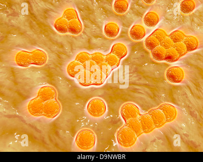 Vue microscopique de Staphylococcus aureus résistant à la. Banque D'Images