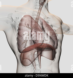 Vue tridimensionnelle de l'homme système respiratoire, close-up. Banque D'Images