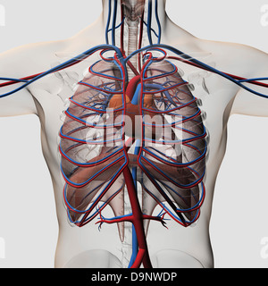 Trois dimensions de l'homme illustration médicale montrant la poitrine artères, veines, le coeur et la cage thoracique. Banque D'Images