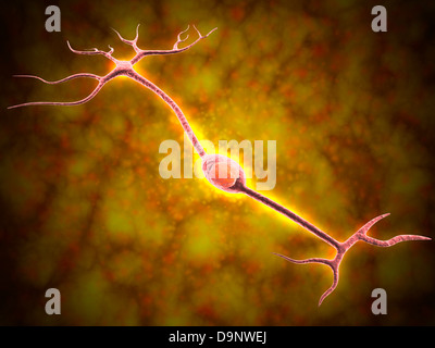 Vue microscopique d'un neurone bipolaire Banque D'Images