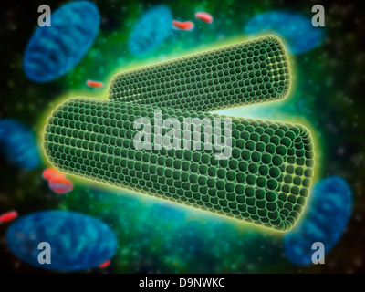 Vue microscopique des centrioles dans une cellule humaine. Banque D'Images