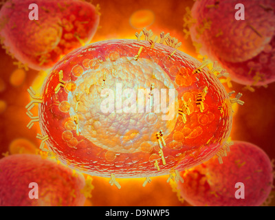 Vue microscopique d'une cellule de mât trouvés dans le tissu conjonctif. Banque D'Images