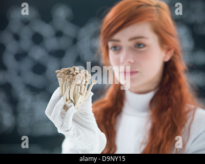 Macro d'un groupe de champignons retenus dans les mains d'un étudiant dans un visage preety laboratoire de chimie avec un tableau noir sur l'arrière-plan Banque D'Images