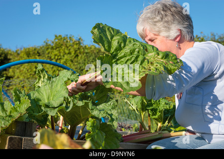 La rhubarbe cueillette dans le jardin Banque D'Images