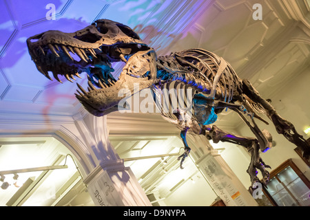 Stan squelette de Tyrannosaurus rex, le Manchester Museum, Oxford Road, Manchester Banque D'Images