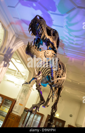 Stan squelette de Tyrannosaurus rex, le Manchester Museum, Oxford Road, Manchester Banque D'Images