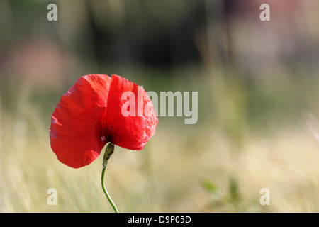 Rouge Coquelicot sauvage à proximité d'un champ de maïs dans l'arrière-plan flou Banque D'Images