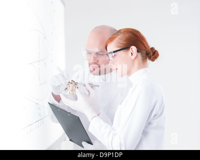 Side-avis d'un étudiant curieux et son professeur l'analyse d'un groupe de champignons en face d'un tableau blanc Banque D'Images