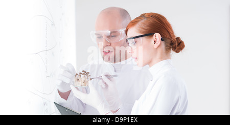 Close-up d'un enseignant et son curieux étudiant dans un laboratoire de chimie de l'analyse d'un groupe de champignons en face d'un tableau blanc Banque D'Images