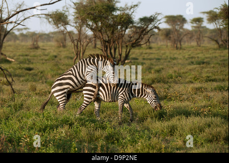 Les zèbres, Serengeti, Tanzanie Banque D'Images