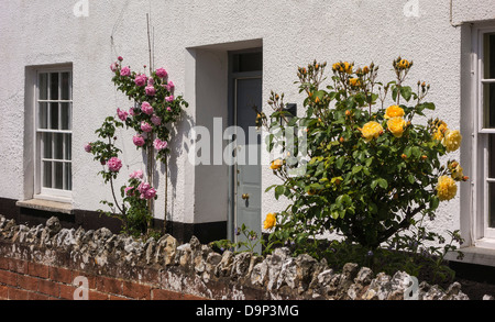 Cottage avec rosiers grimpants, Devon, Angleterre, Royaume-Uni. Banque D'Images