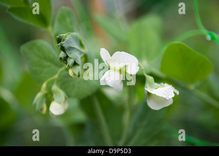 La floraison des plantes de pois 'Premium' en potager, au Royaume-Uni. Banque D'Images