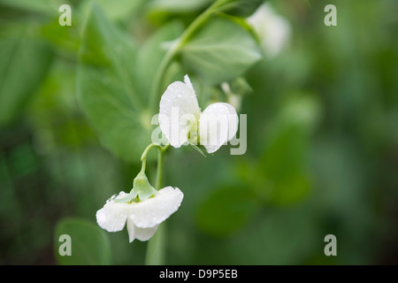 La floraison des plantes de pois 'Premium' en potager, au Royaume-Uni. Banque D'Images